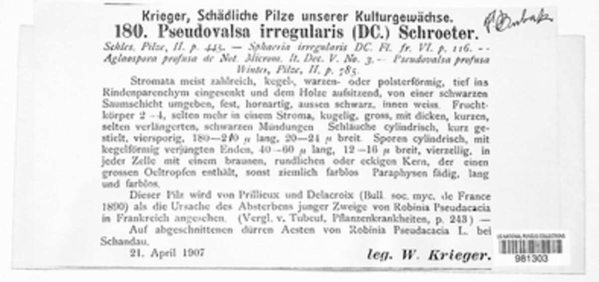 Pseudovalsa irregularis image